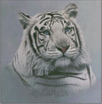 (image for) White Tiger - Blue Sapphires